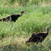 Thumbnail photo